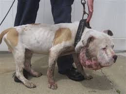 We did not find results for: Euthanasia We Won T Run From What Needs To Be Done Peta