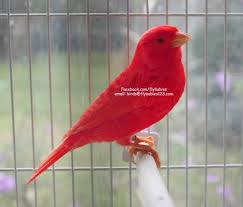 Awesome Flaming Red Canary Prices Starting At 99 U S Shipping Birds For Sale Canary Birds Canary Bird For Sale