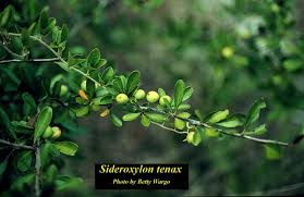 Image result for Cyperus tenax