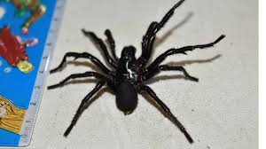 Average of 89.5 points in 11 community wine reviews on 2012 d'arenberg roussanne the money spider, plus professional notes, label images, wine details, and recommendations on when to drink. Massive Funnel Web S Spider Venom To Be Milked In Australia Bbc News