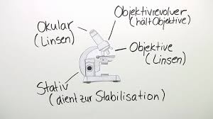 Mikroskop Aufbau Und Handhabung Erklart Inkl Ubungen