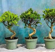 Styling ficus bonsai trees with s curved trunks?