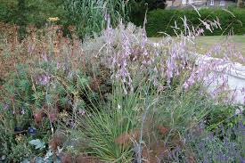 Image result for Dierama formosum/plowesii intermediates