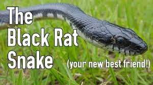 The Black Rat Snake Man S Best Friend Youtube