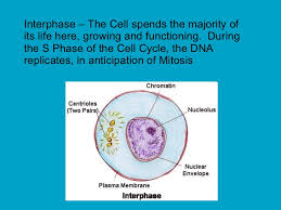 In this article we will explore in detail each stage of the cycle and its importance. Cell Division Mitosis And Meiosis