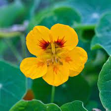 Flowers that start with a t. Flowers That Begin With T A To Z Flowers