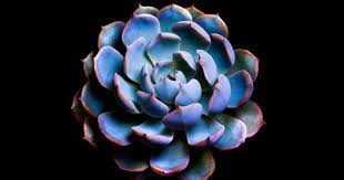 Maybe you would like to learn more about one of these? Blue Echeveria What Are Blue Echeverias And Why Are They Blue