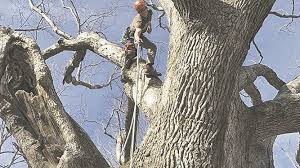 Experts cite favorite trees