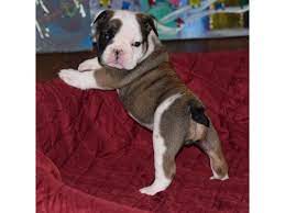 I am selling this puppies not because of the money but looking for good and caring home for them so anyone can afford the price, because we are very busy and don't have time to care for them any longer. Female English Bulldog Puppies For Sale Animals Houston Texas Announcement 146432