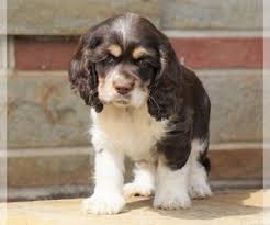 Buy and sell on gumtree australia today! View Ad Cocker Spaniel Puppy For Sale Near Ohio Fredericksbg Usa Adn 139923