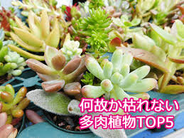 なぜか枯れない多肉植物top5を発表 意外すぎる品種に自分でも驚きです