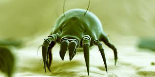 What can i do to prevent them? Dust Mites And Cockroaches