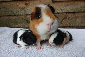 Why Do Guinea Pigs Eat Their Babies Clever Pet Owners