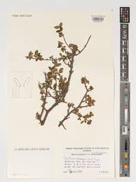 Image result for Pyrostria phyllanthoidea