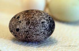 We did not find results for: Mandarin Duck Eggs Products Cameroon Mandarin Duck Eggs Supplier Swedish Ducks Blue Swedish Duck Duck Breeds