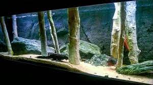 Dan mengerjakan pembuatan berbagai model aquarium. Simple But Wild Fish Tank Aquarium Backgrounds Aquarium