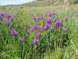 Image result for Dichilus reflexus