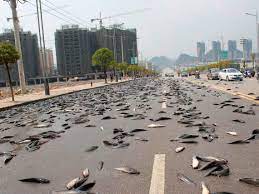 Se lleva a cabo anualmente entre mayo uno de ellos asume que durante la temporada de lluvias en la costa de honduras, se forman embudos que llevan los peces fuera del. Donde Ver Lluvia De Peces En El Mundo Lugares Para Verlo En Vivo Donde Ir
