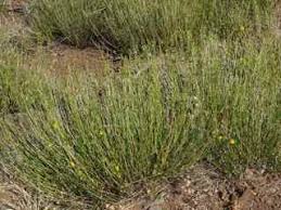 Image result for Menodora