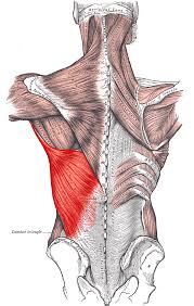 Maybe you would like to learn more about one of these? Arm Hand Pain When It Could Actually Be Your Shoulder Acro Physical Therapy Fitness