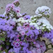 Image result for Ageratum