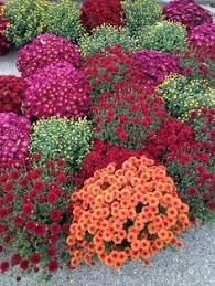 The rose garden is tops. 28 Mums Ideas Fall Mums Plants Mum