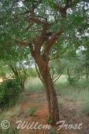 Image result for Strychnos cocculoides