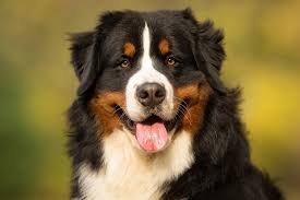 Huskies' almond shaped eyes dazzle in brown, blue or heterochromia. Bernese Mountain Dog Dog Breed Information