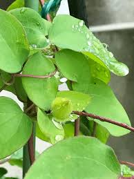 クレマチスの投稿画像 By Miさん クレマチス プリンセスダイアナとテキセンシス系と葉っぱとつぼみとプリンセスダイアナ 2017月5月10日 Greensnap グリーンスナップ