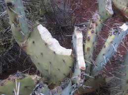 Many cultures love to eat it. Prickly Pear Attack Bongodogblog