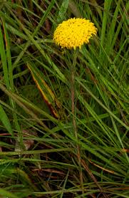 Image result for Gnidia chrysantha