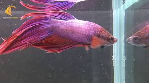 Betta splendens or as it is better known the siamese fighter is a member of the order perciformes (perch like fish) but it has been moved from the labyrinth family (anabantidae) to the gourami family. Siamese Male Bambodian Betta Fighter 6cm