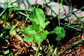 Image result for Acanthospermum hispidum