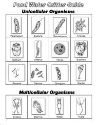 Guide For Identifying Pond Microorganisms