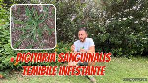 Image result for Digitaria compressa