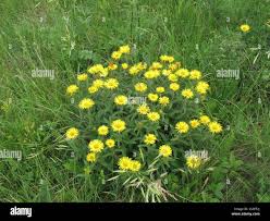 Image result for Pentanema indicum