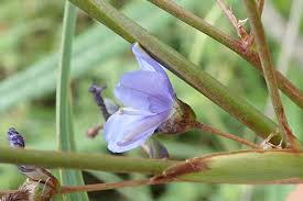 Image result for Aristea angolensis