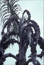 Image result for Raphia farinifera