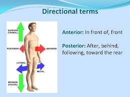 Introduction To Human Anatomy And Physiology Anatomy The