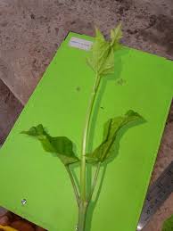 Image result for Telfairia occidentalis