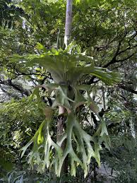 Image result for Platycerium elephantotis