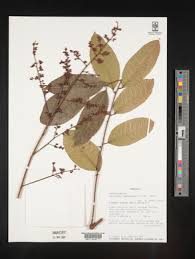 Image result for Sorindeia juglandifolia