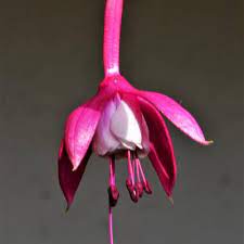 He started in the early 1980s and quickly became successful. Fuchsia Pflanzenkombinationen Matelma