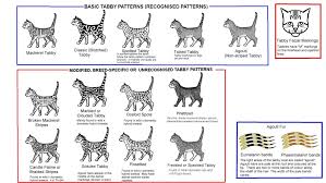 Colour And Pattern Charts