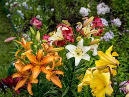 Bloom in early to mid summer. Lily Plant Companions Learn About Companion Planting With Lily Flowers
