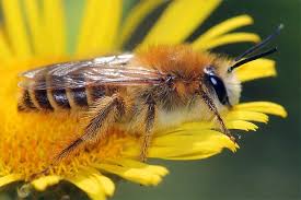 Schlaraffenland Fur Bienen Nabu Bienenfreundlicher Garten Bienen Insektenhaus