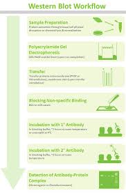 How To Prepare Protein Samples For Western Blot Goldbio