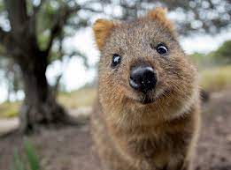 These Super Cute Quokkas Have Earned Themselves The Title Happiest Animal In The World And It S Easy To See Why Happy Animals Quokka Animal Smiling Animals