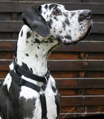 Deutsche doggen aus dem tierschutz suchen ein zuhause, wachtendonk. Dogge Co Sucht Neues Zu Hause Posts Facebook
