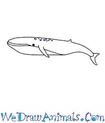 Check spelling or type a new query. How To Draw A Blue Whale
